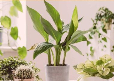 Must-Have Indoor Plants for a Healthy and Vibrant Home