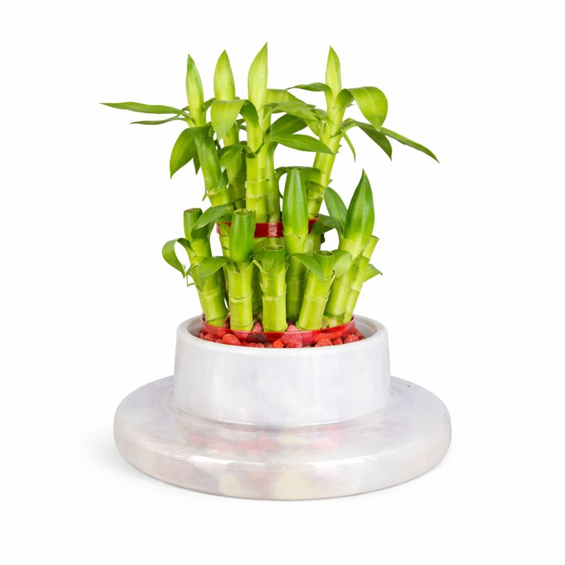 LUCKY BAMBOO POT