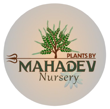 Mahadev Nursery